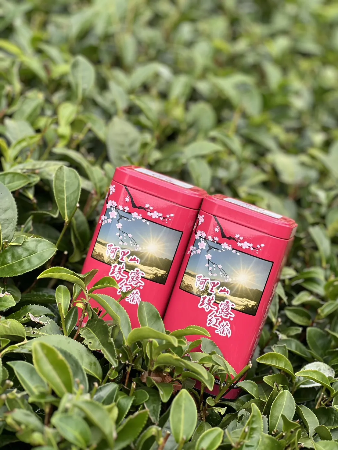 阿里山 珠露茶 紅茶 一斤 (600克) 四包