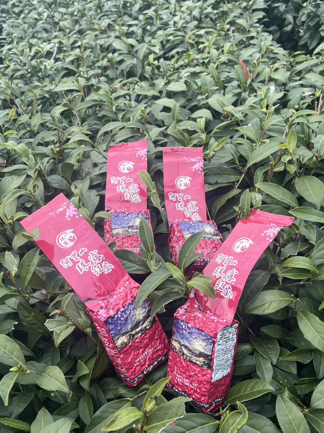 阿里山 珠露茶 紅茶 一斤 (600克) 四包