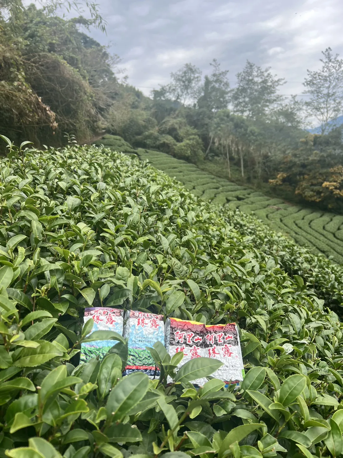 阿里山 珠露茶 冬茶烏龍  一斤 (600克) 四包
