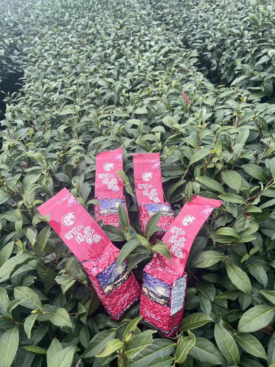 阿里山 珠露茶 紅茶 一斤 (600克) 四包