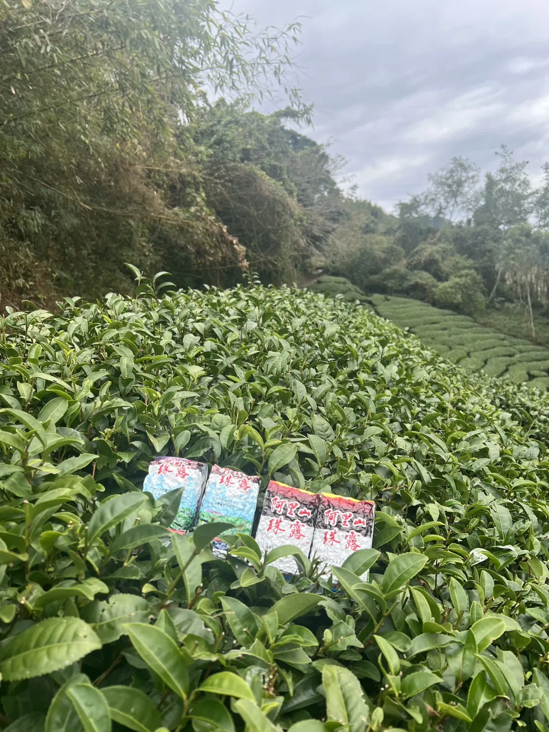 阿里山 珠露茶 冬茶烏龍  一斤 (600克) 四包