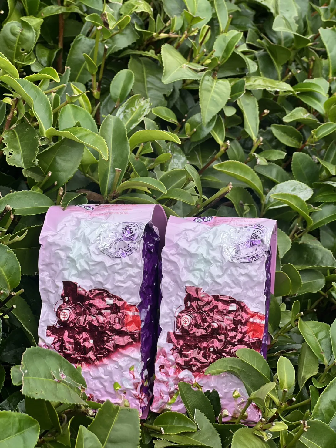 阿里山 珠露茶 冬茶金萱 一斤 (600克) 四包
