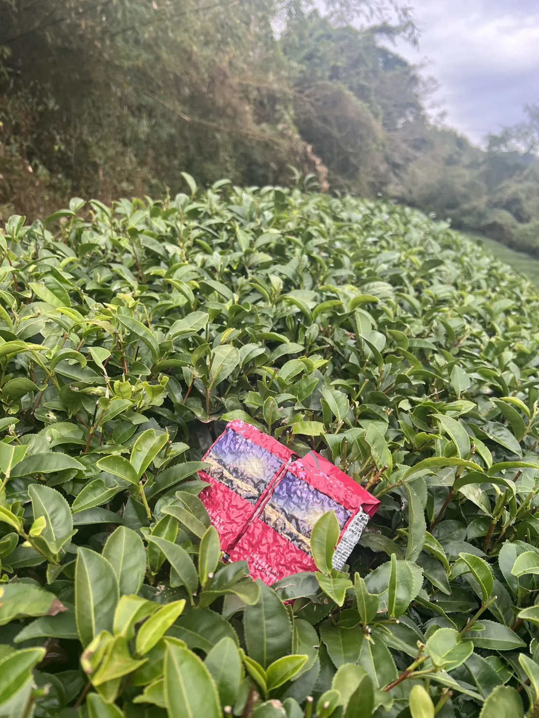 阿里山 珠露茶 紅茶 一斤 (600克) 四包