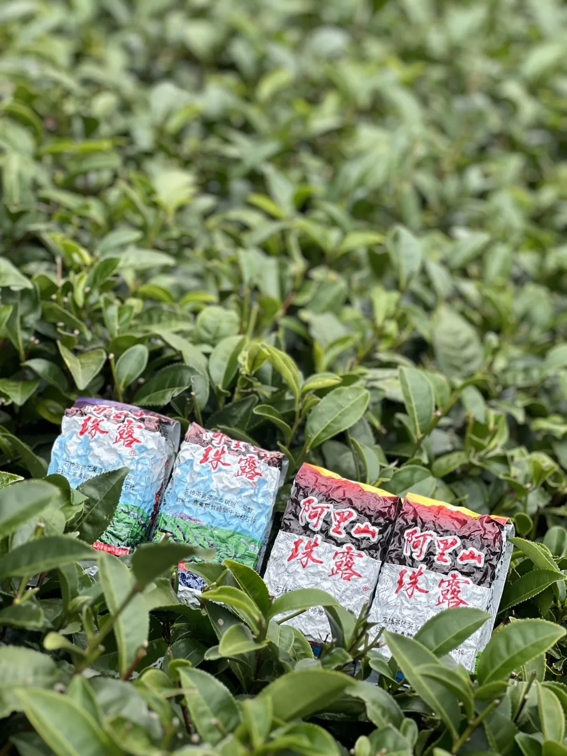 阿里山 珠露茶 冬茶烏龍  一斤 (600克) 四包