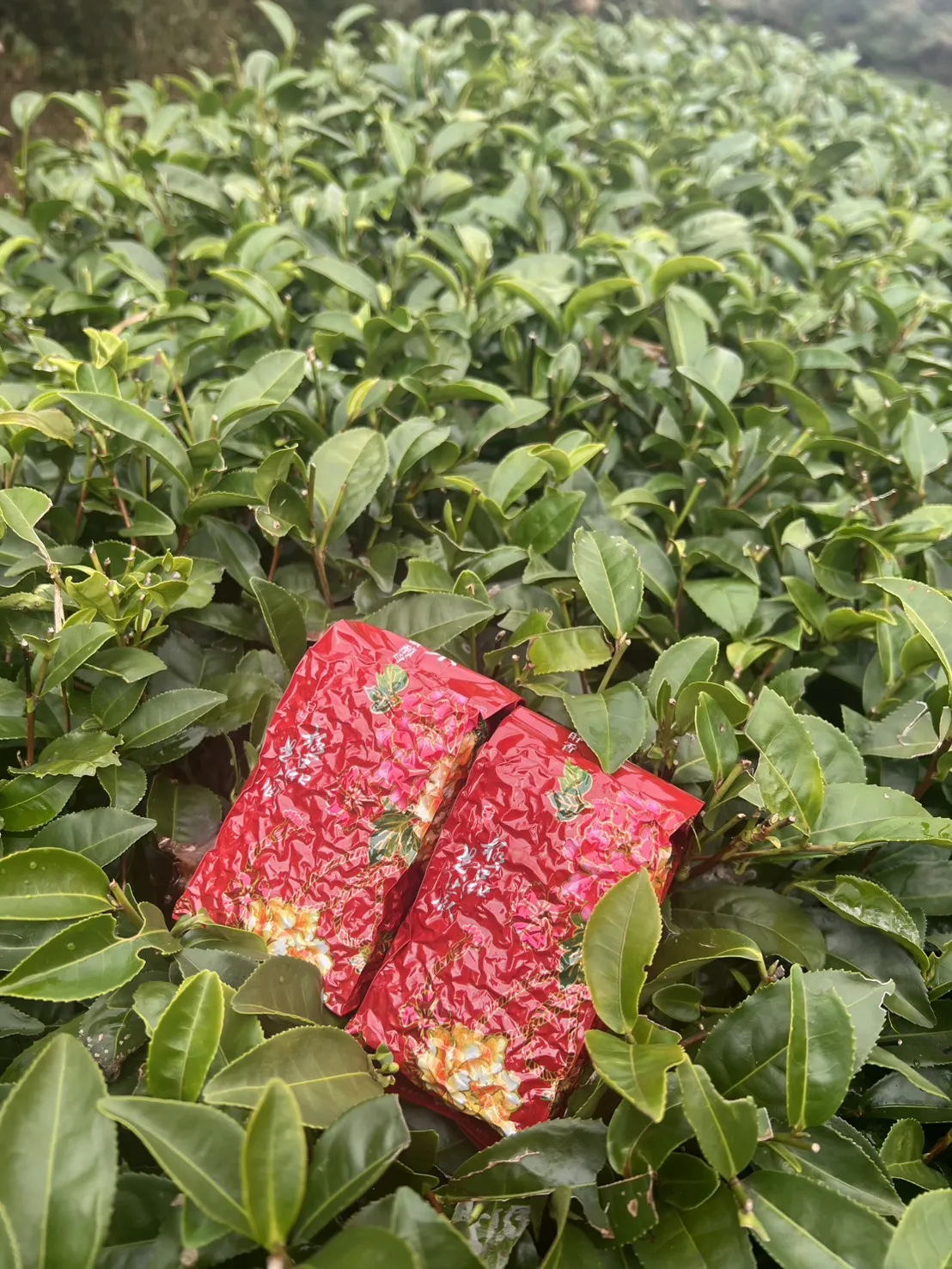 阿里山 珠露茶 紅茶 一斤 (600克) 四包