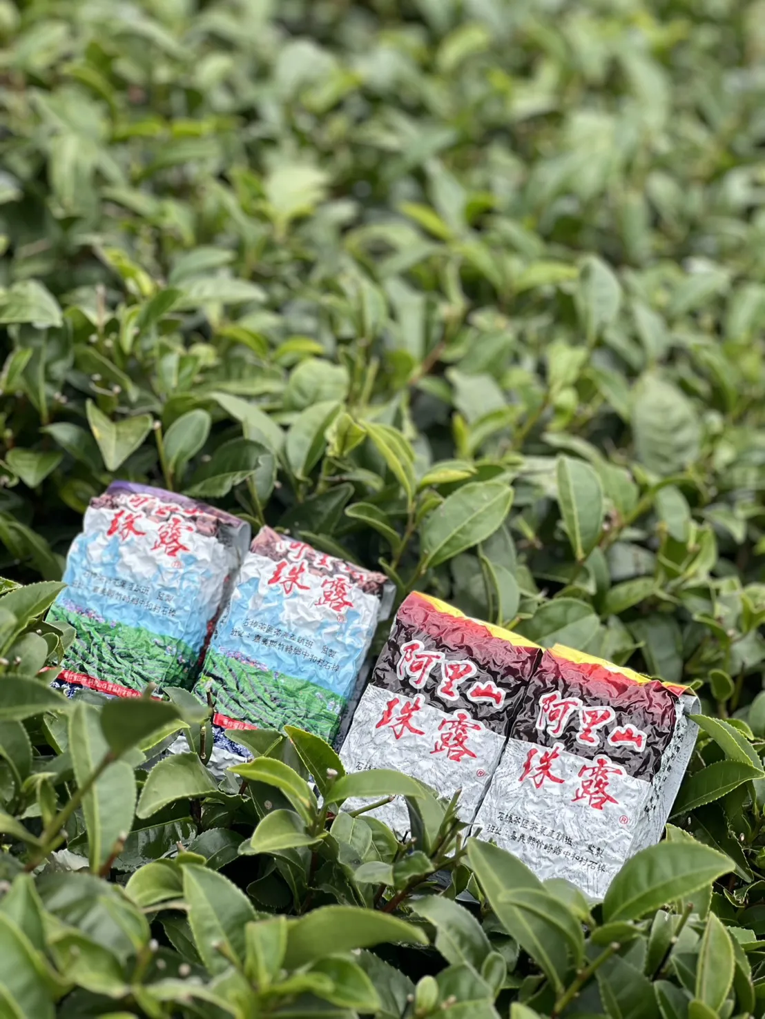 阿里山 珠露茶 冬茶烏龍  一斤 (600克) 四包