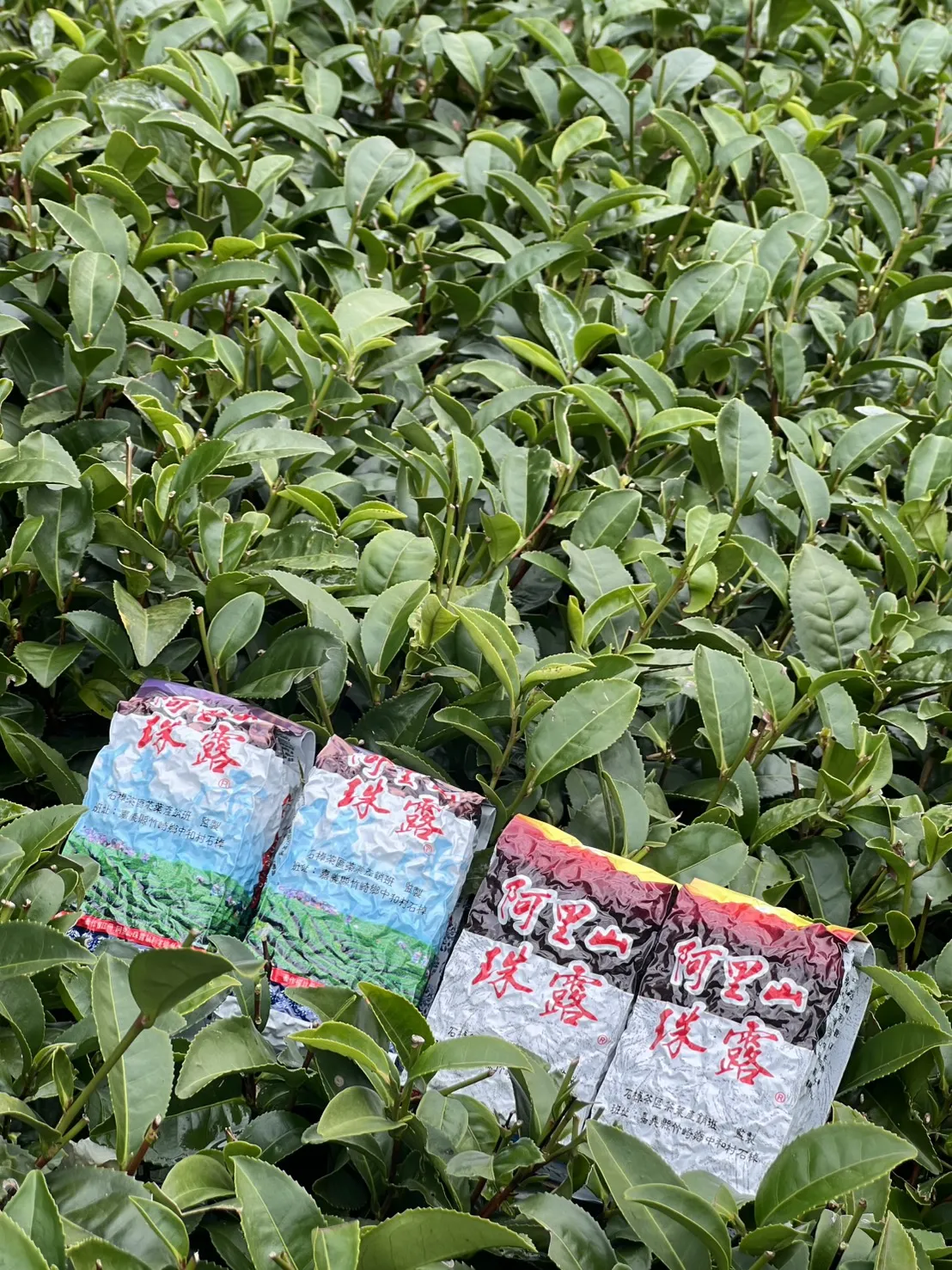 阿里山 珠露茶 冬茶烏龍  一斤 (600克) 四包