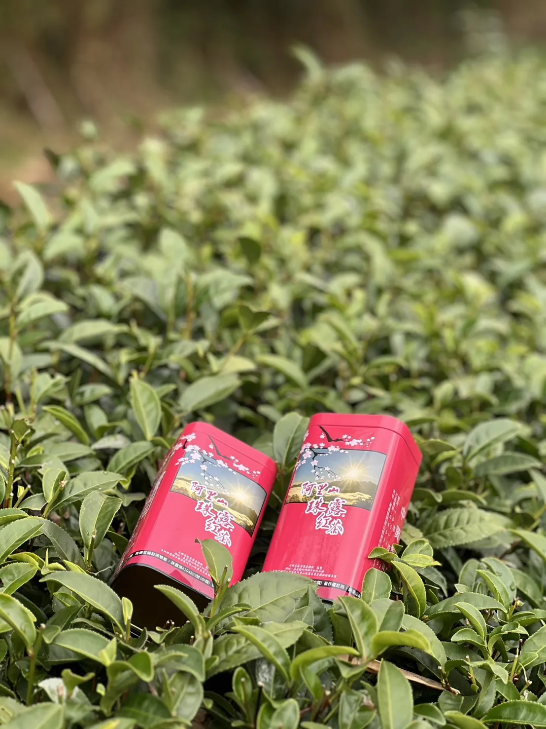 阿里山 珠露茶 紅茶 一斤 (600克) 四包