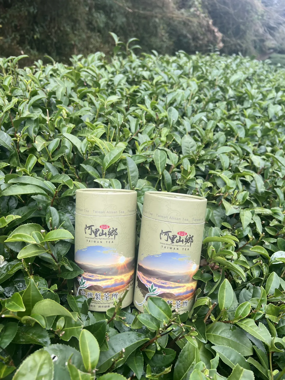 阿里山 珠露茶 冬茶烏龍  一斤 (600克) 四包