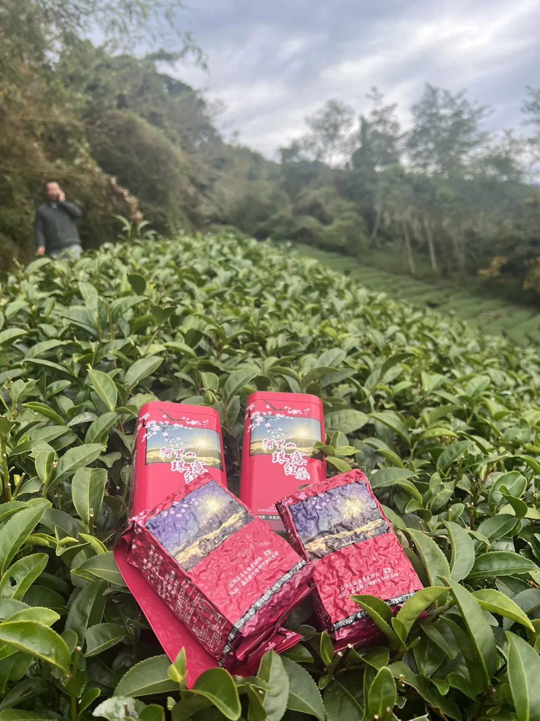 阿里山 珠露茶 紅茶 一斤 (600克) 四包