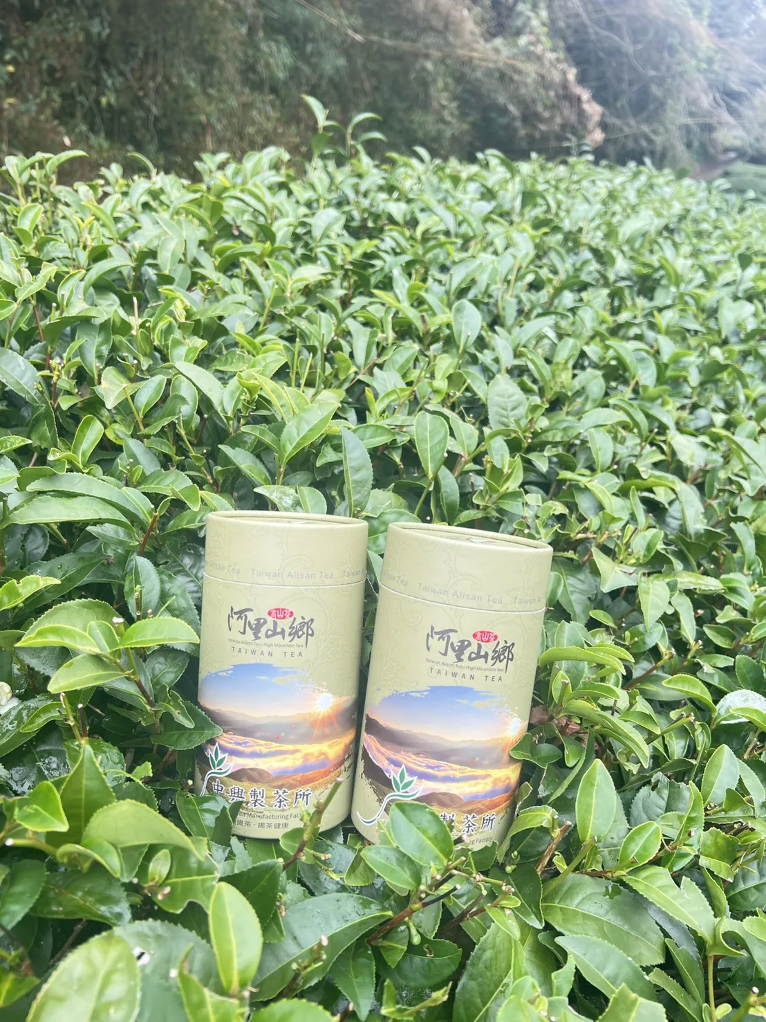 阿里山 珠露茶 冬茶烏龍  一斤 (600克) 四包