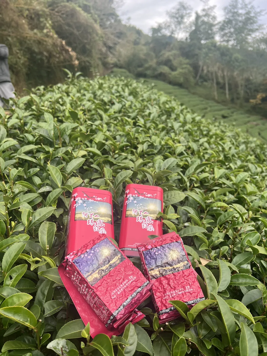 阿里山 珠露茶 紅茶 一斤 (600克) 四包