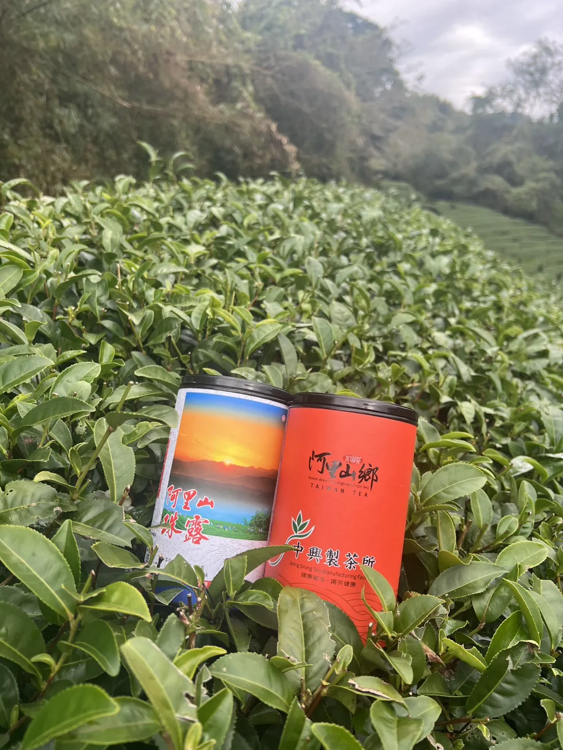 阿里山 珠露茶 冬茶烏龍  一斤 (600克) 四包