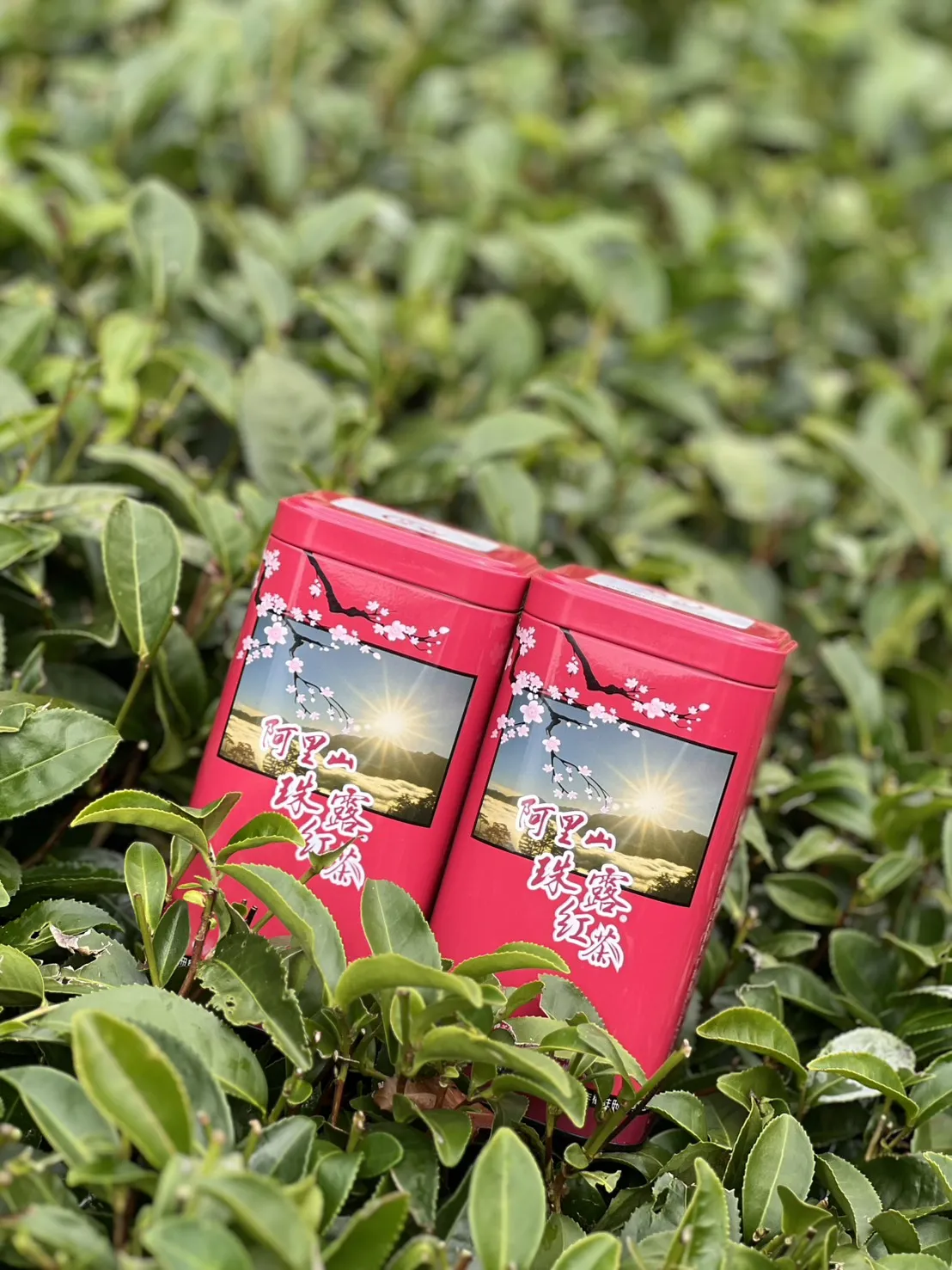 阿里山 珠露茶 紅茶 一斤 (600克) 四包