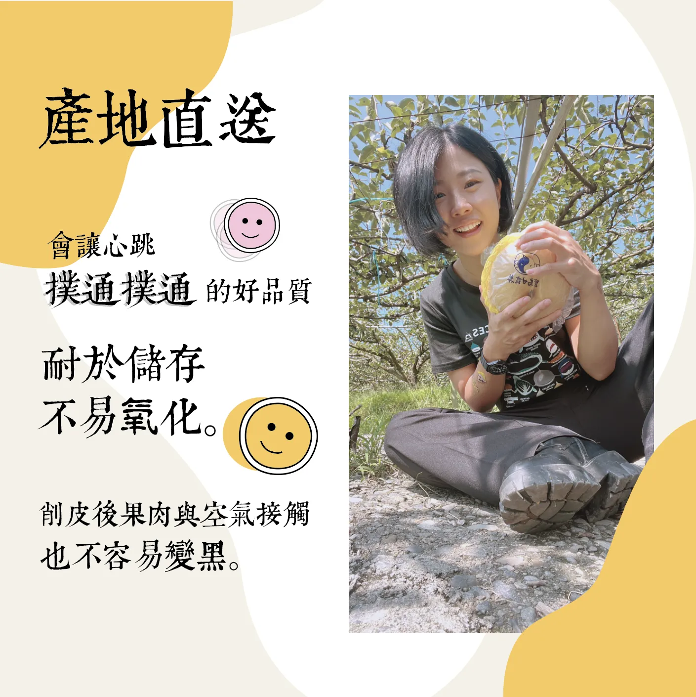 正港卓蘭！寶島甘露梨 ( 產地合作預購中 )