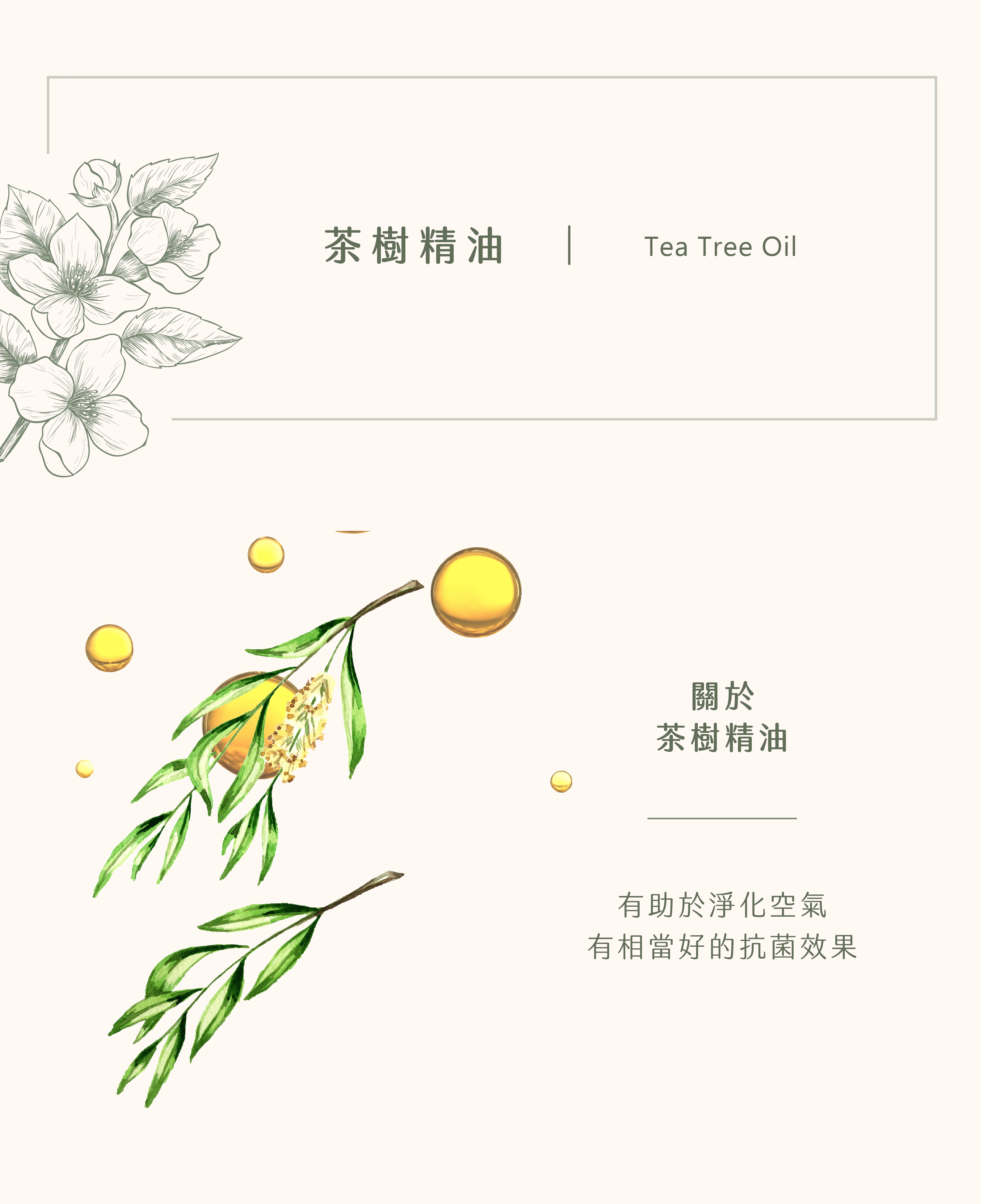 茶樹精油｜天然抑菌之王