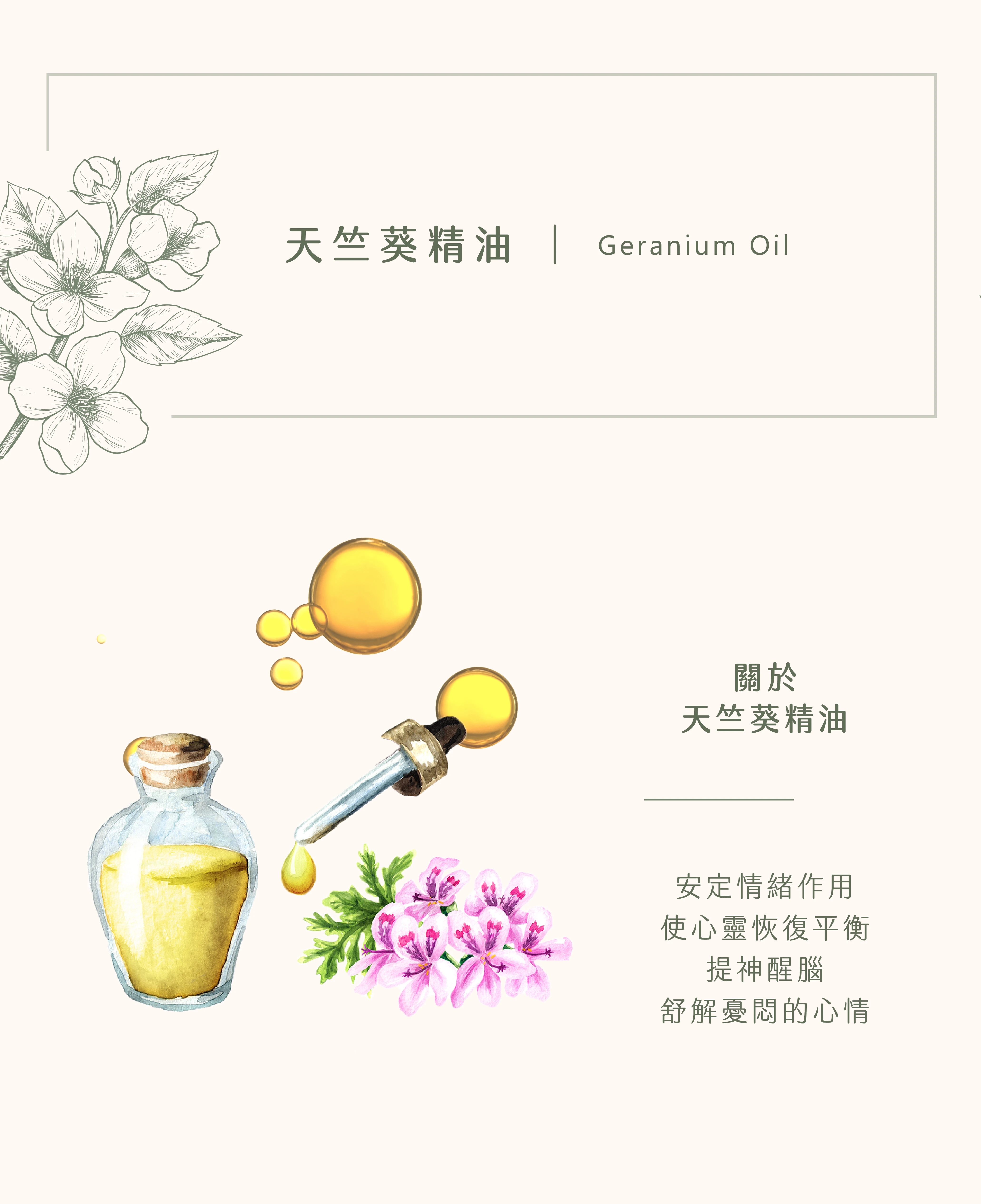 天竺葵(中國) 精油｜你的舒壓好幫手