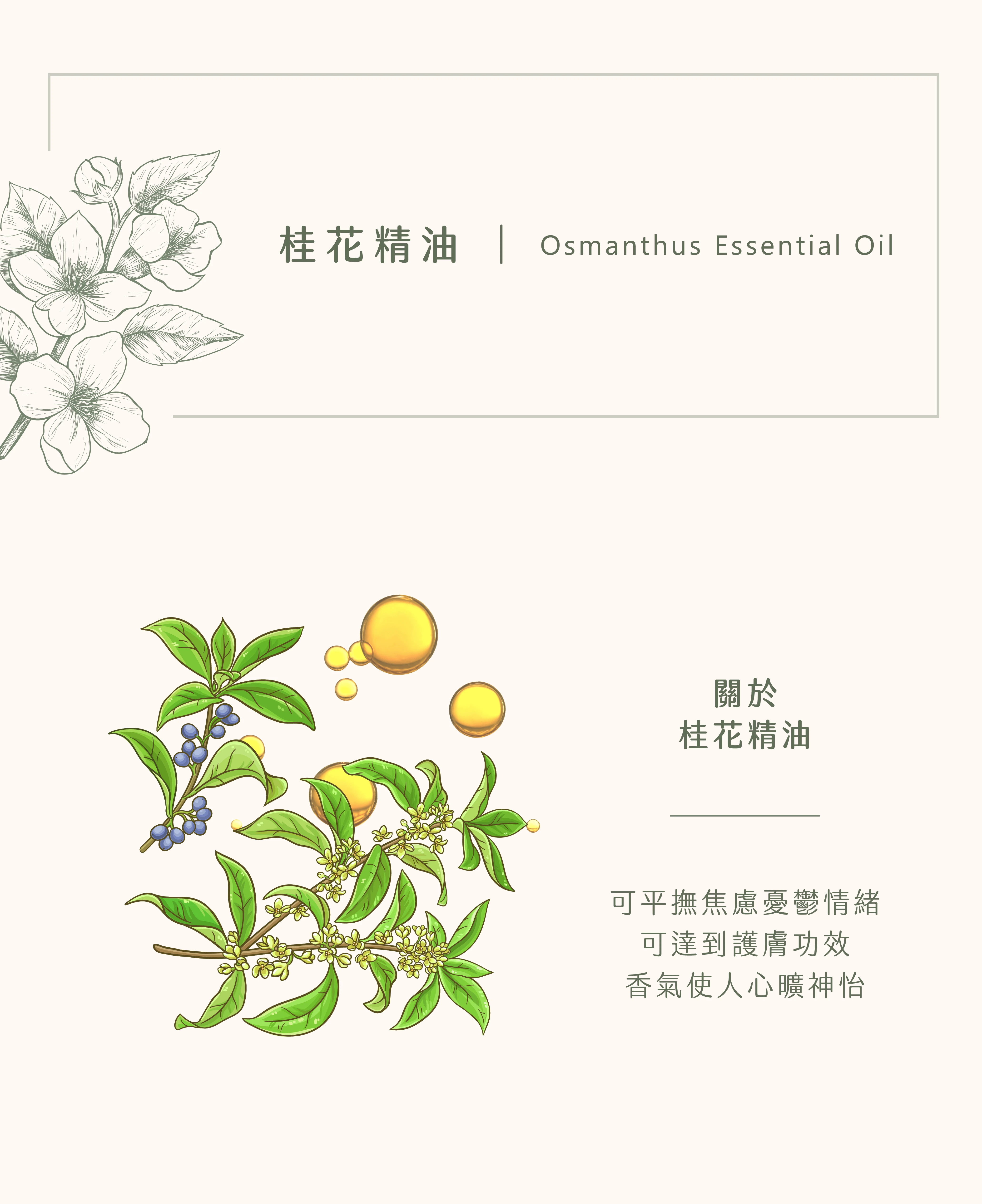 桂花精油｜治療憂鬱的搖籃曲