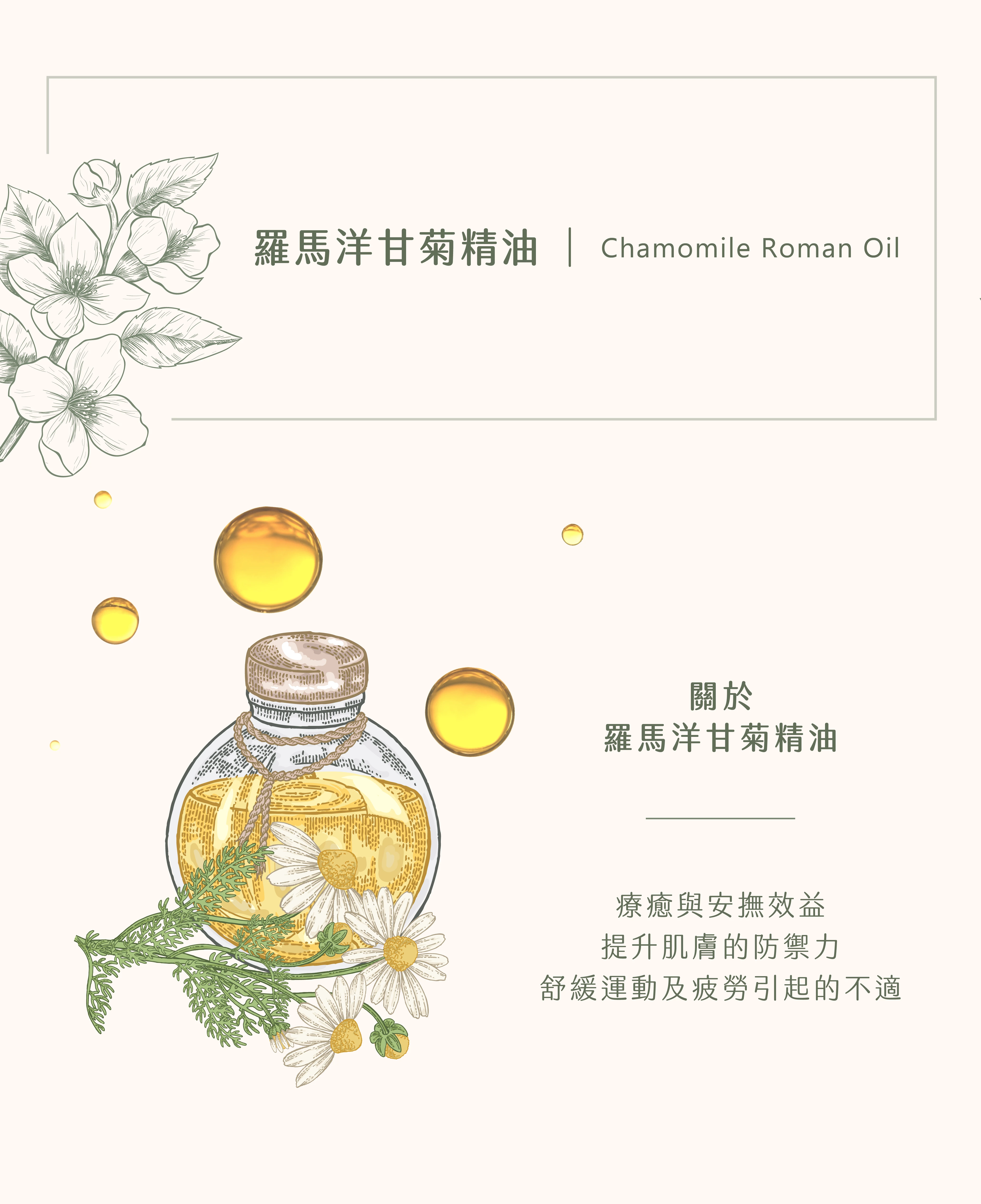 羅馬洋甘菊精油｜帶給你甜美心情
