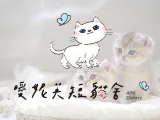 曖妮英短貓舍