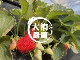 大洧農園