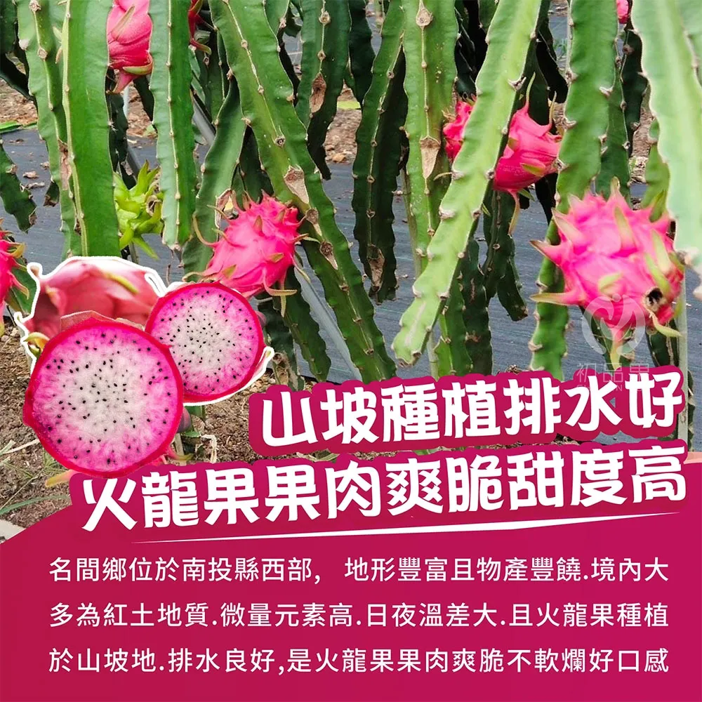 南投夢幻雙色火龍果6斤/10斤_如冰淇淋般甜蜜口感(預購6/10起開始陸續出貨)