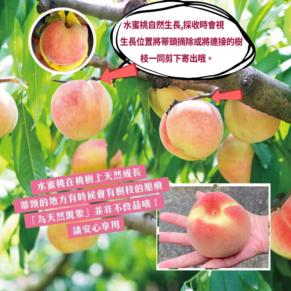 拉拉山上海蜜水蜜桃禮盒-預購D+7工作天出貨 最後接單8/10