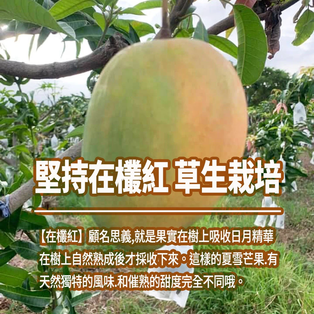 芒果界LV 台東夏雪芒果禮盒4斤4-8顆  D+7開始陸續出貨