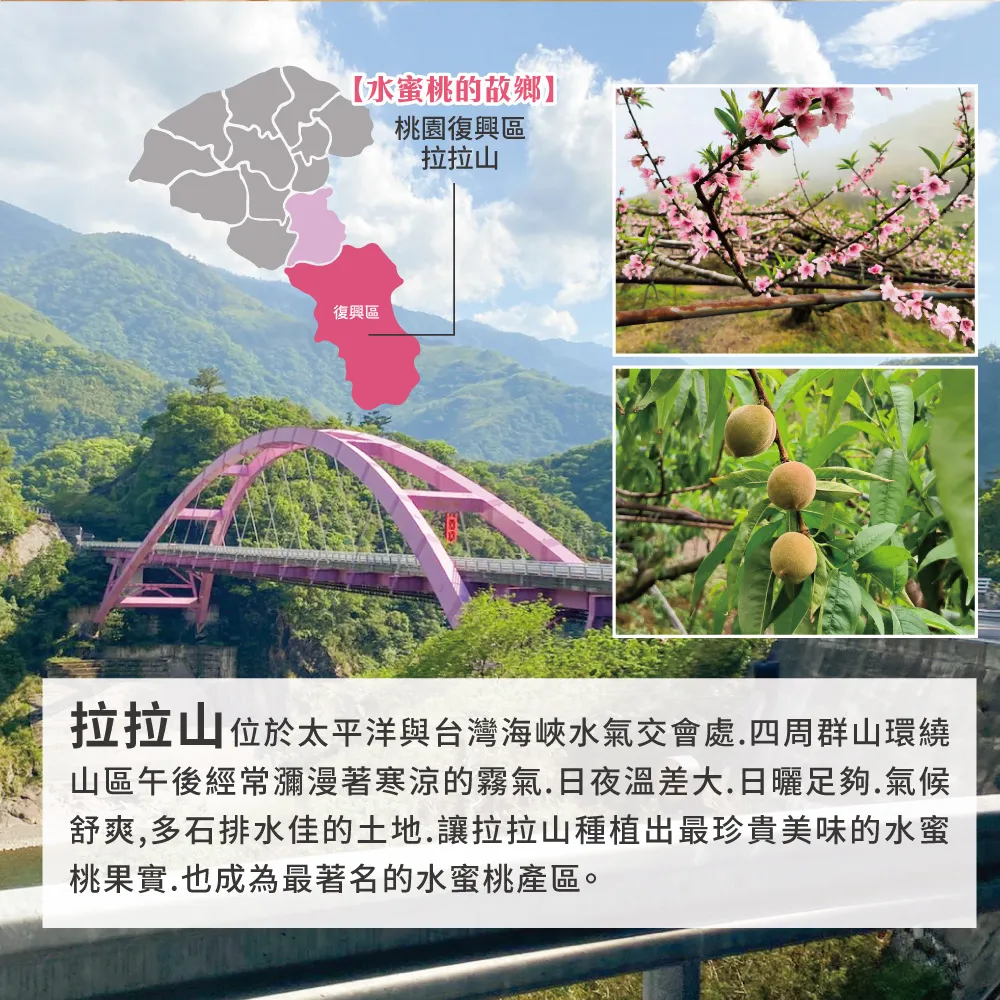 (預購)產地直送拉拉山水蜜桃禮盒 6顆/8顆/10顆/12顆  1盒/2盒/3盒/4盒/8盒  冷藏配送  預購D+7開始陸續出貨  媽媽桃 五月桃 水蜜桃
