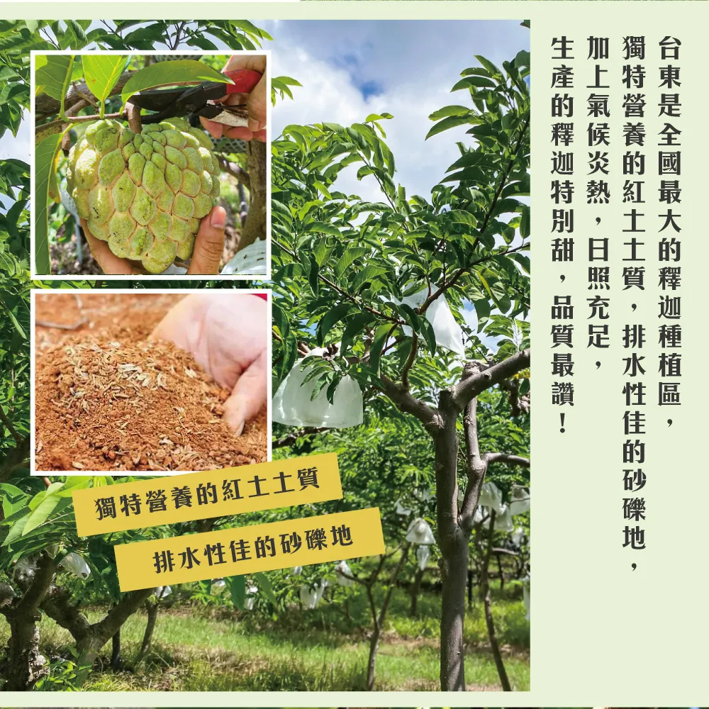 【降價挺一波】台東知本大目釋迦禮盒 下單後D+7工作天出貨