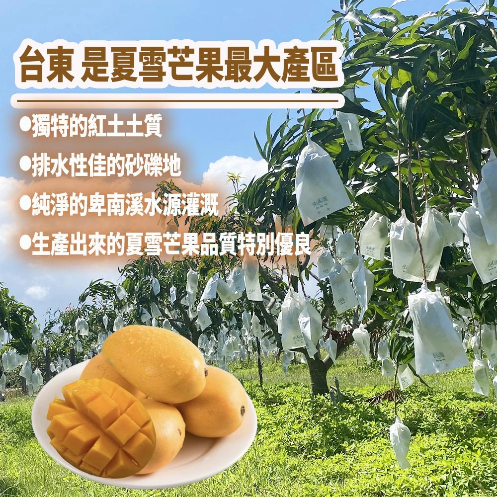 芒果界LV 台東夏雪芒果禮盒4斤4-8顆  D+7開始陸續出貨