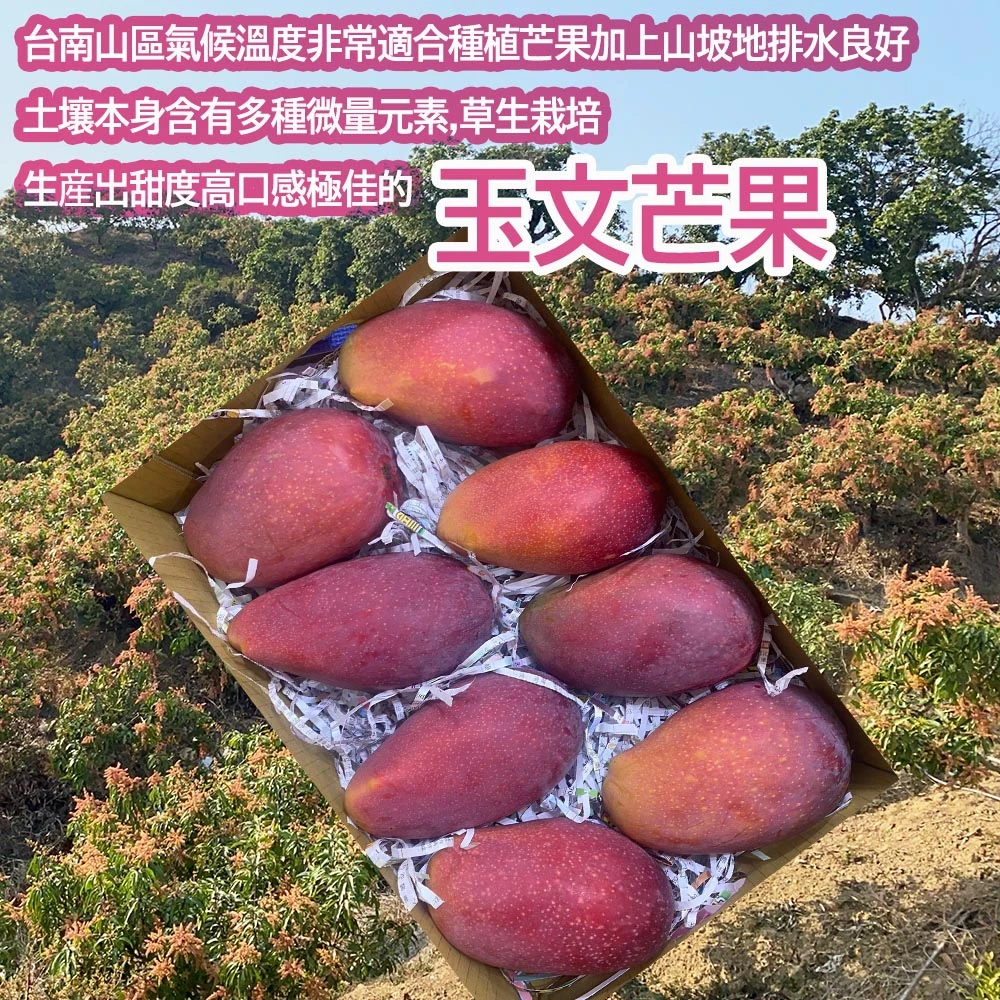 台南楠西玉文芒果 10斤6-9顆-芒果界的粉紅甜心