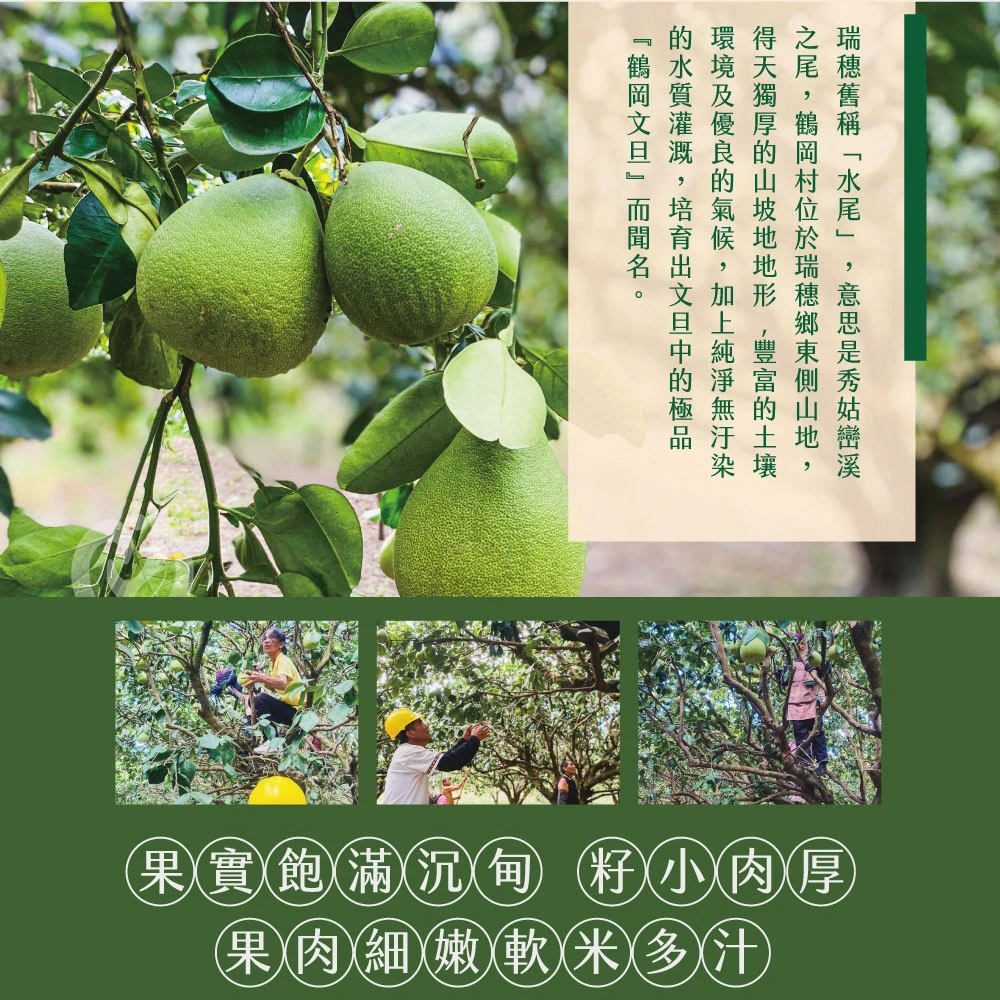 花蓮鶴岡老欉精品文旦禮盒  【歡迎企業大量訂購】-9/1開始陸續出貨