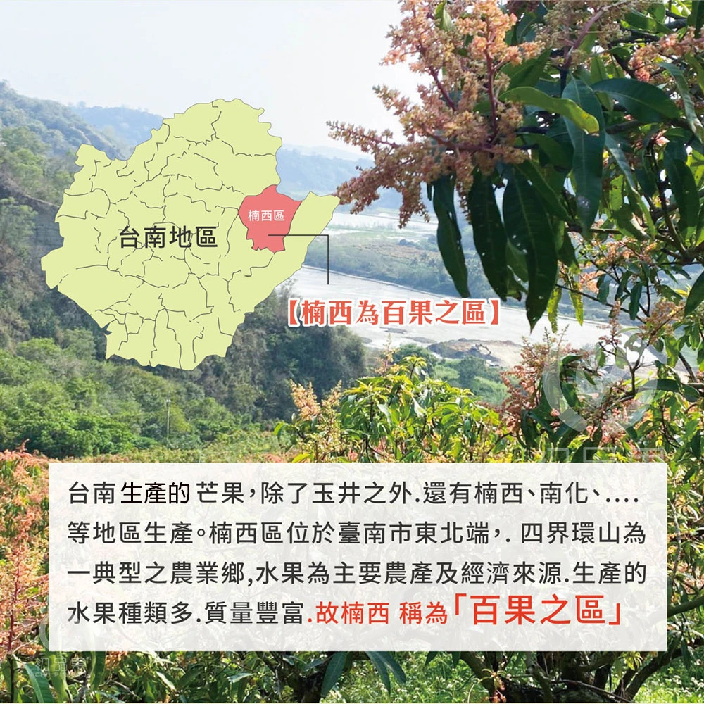 台南楠西金煌芒果 10斤-預購D+7工作天出貨