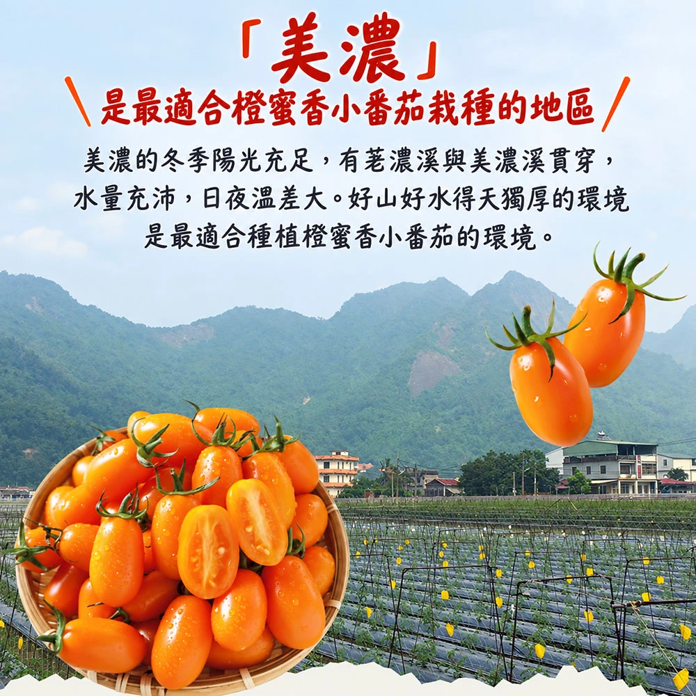 高雄美濃橙蜜香小番茄禮盒3斤  1盒/2盒/4盒/8盒   預購12/15開始陸續出貨