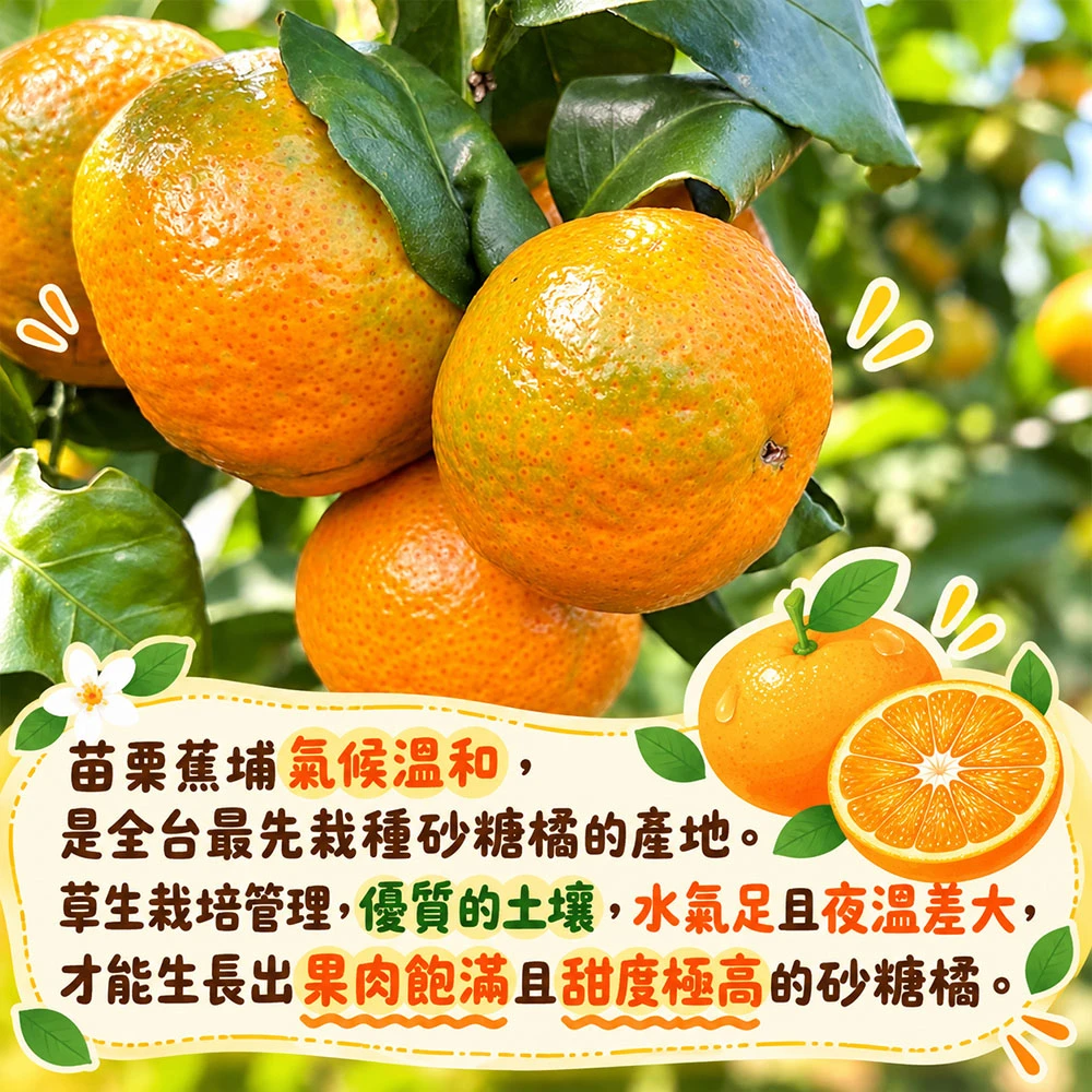 苗栗蕉埔砂糖橘禮盒3斤 1盒/2盒/4盒/8盒  預購12/15開始陸續出貨
