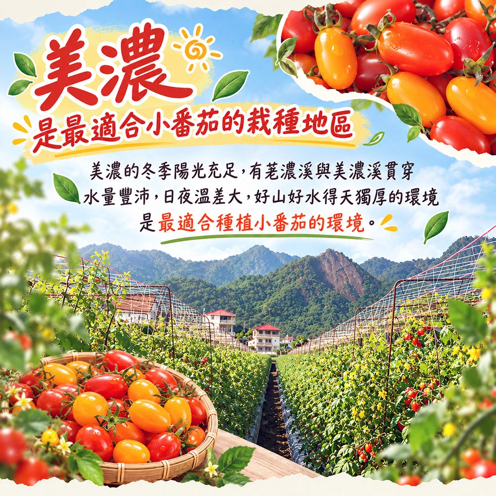 高雄美濃紅蜜小番茄禮盒3斤  1盒/2盒/4盒/8盒 預購12/15開始陸續出貨
