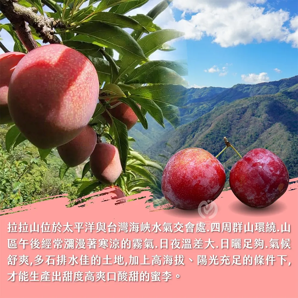 產地直送拉拉山蜜李禮盒3斤_冷藏配送