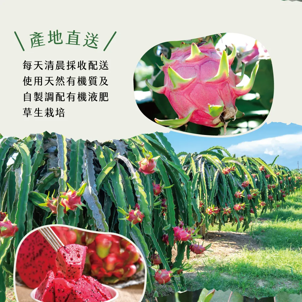 產地直送紅肉火龍果禮盒