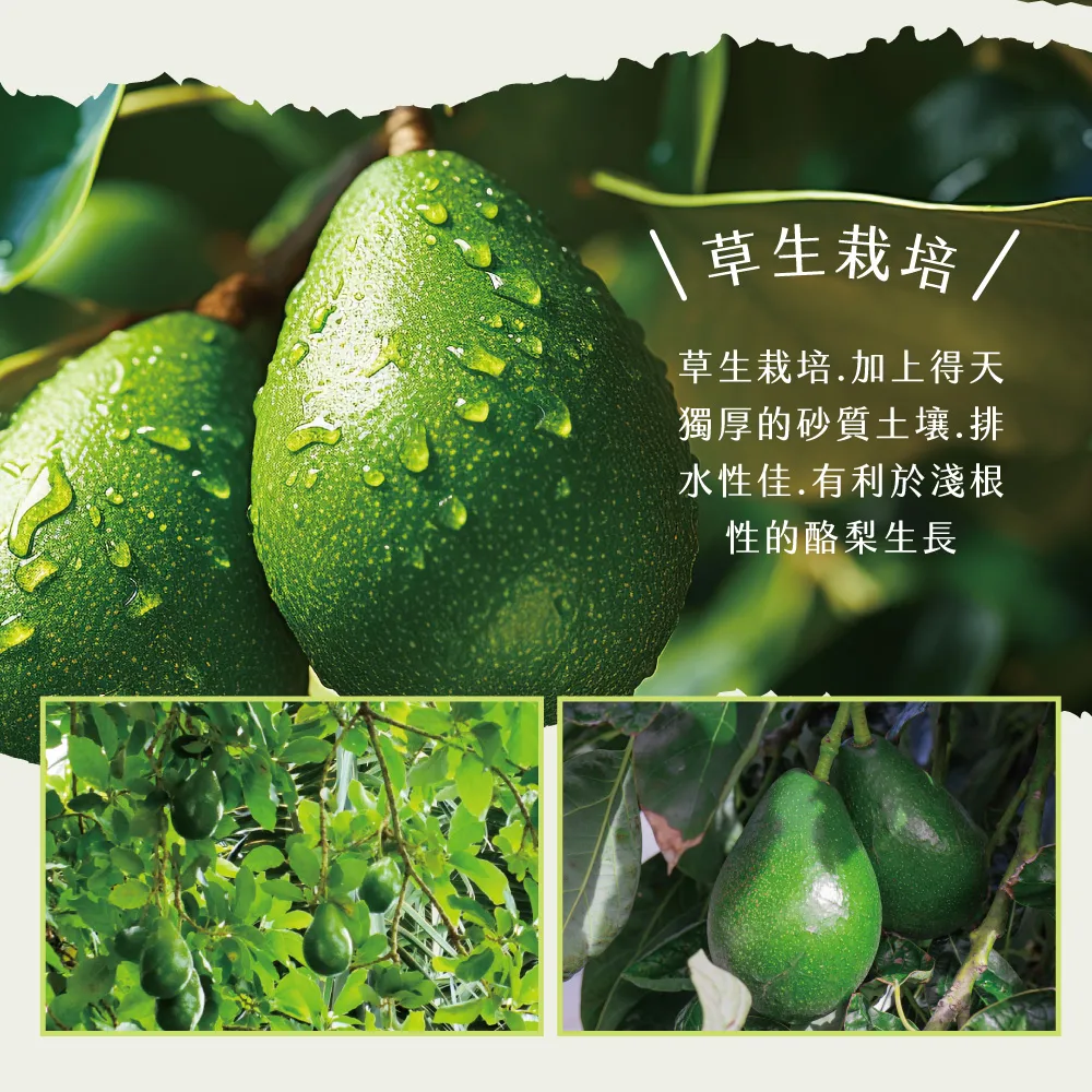 屏東高樹鮮採酪梨禮盒 5斤