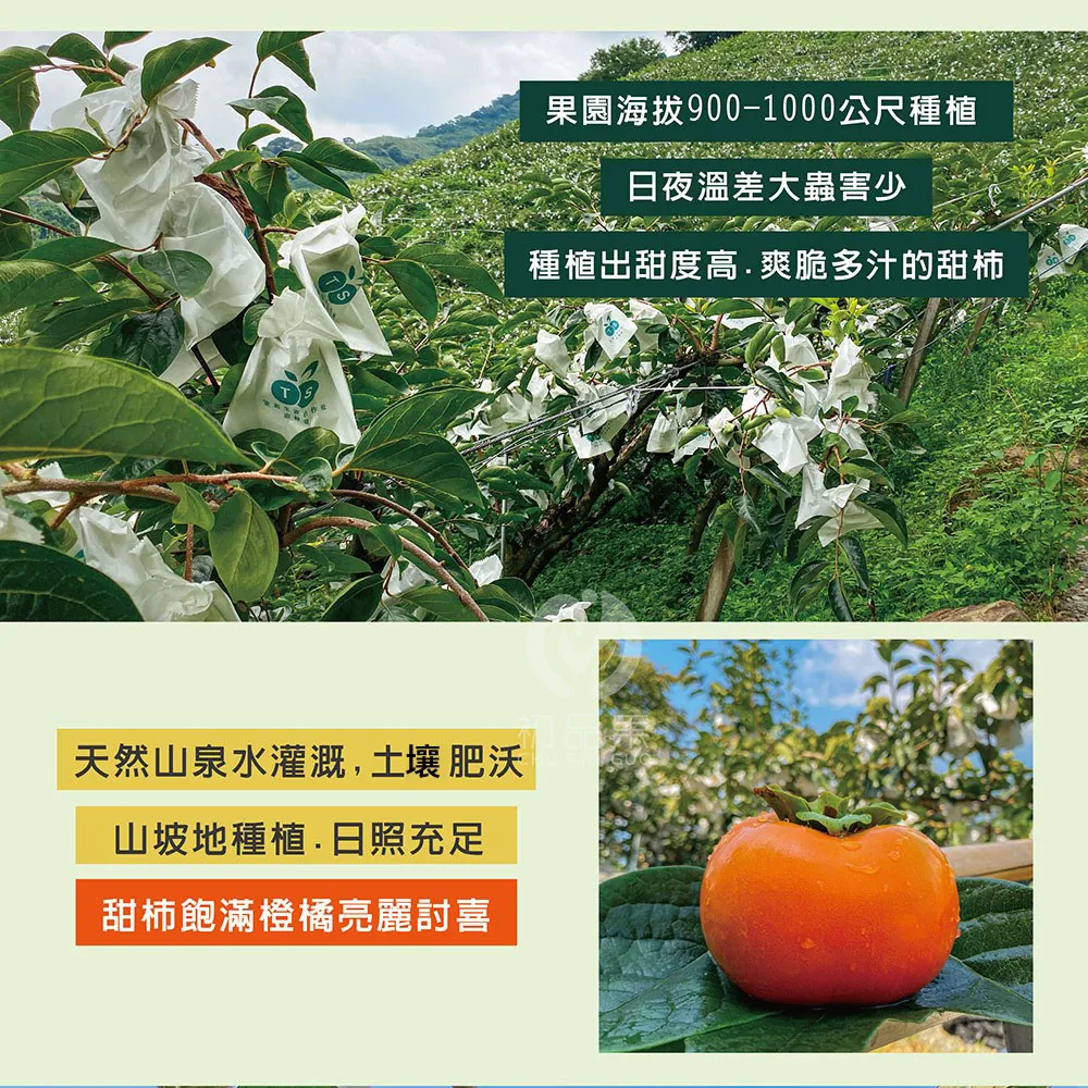 達觀部落甜柿大禮盒  預購8/21開始陸續出貨