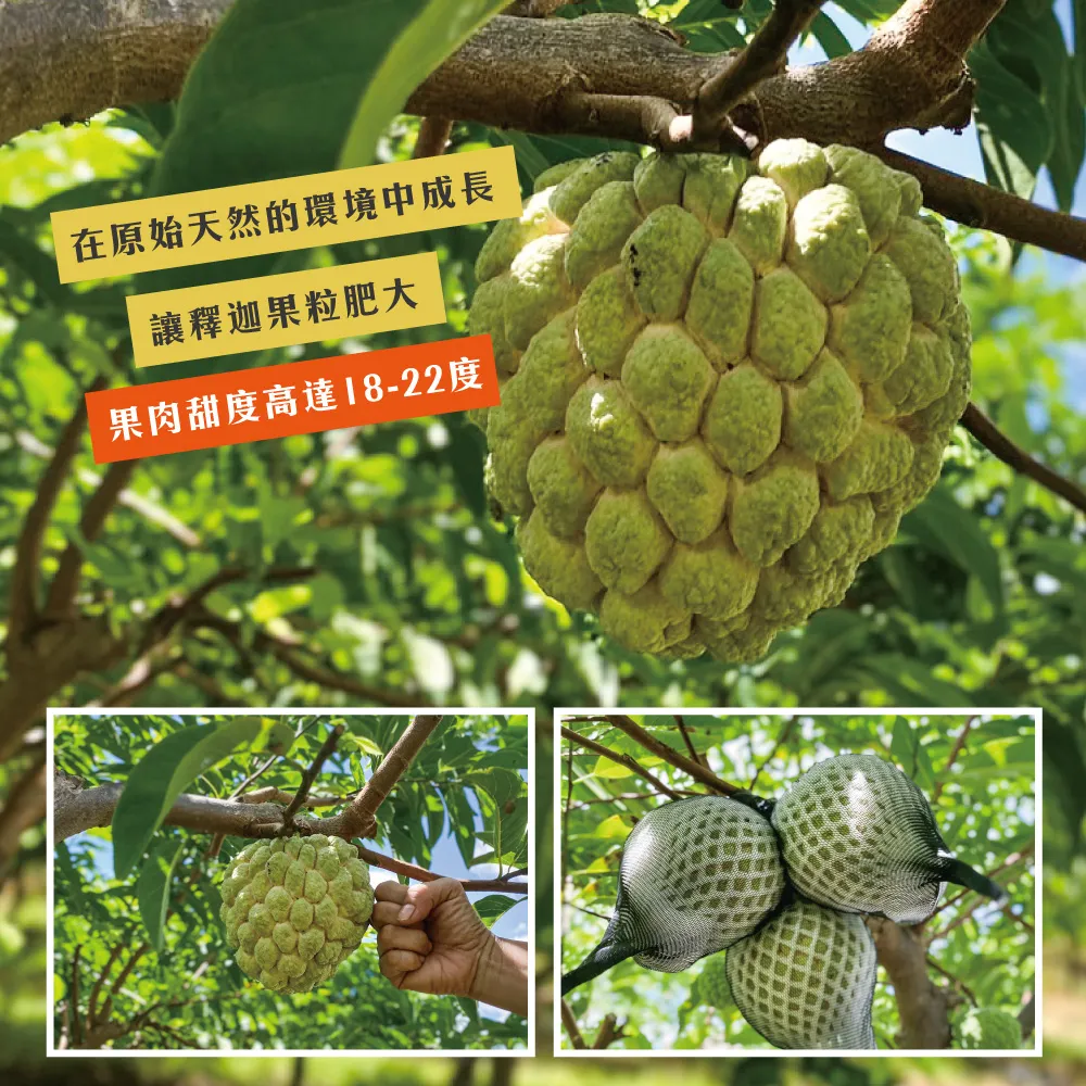 【降價挺一波】台東知本大目釋迦禮盒 下單後D+7工作天出貨
