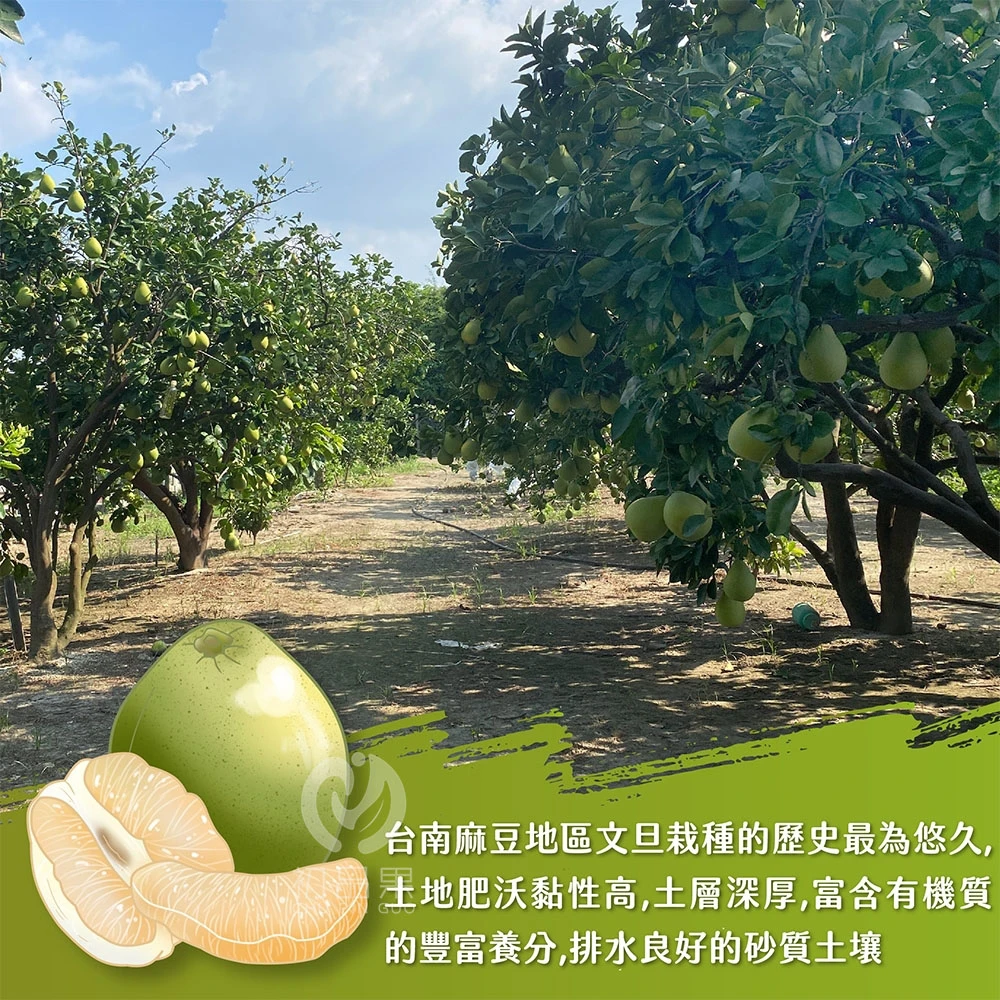 台南麻豆頂級老欉文旦禮盒5斤裝  【歡迎企業大量訂購】8/25開始陸續出貨