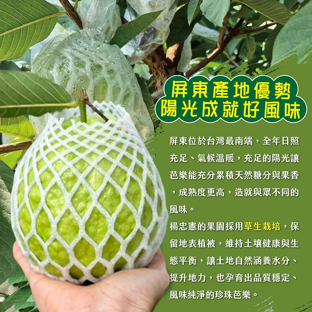 #楊忠憲芭樂沒有脆 屏東枋山青農楊忠憲珍珠芭樂禮盒(冷藏配送)-預購8/21開始陸續出貨