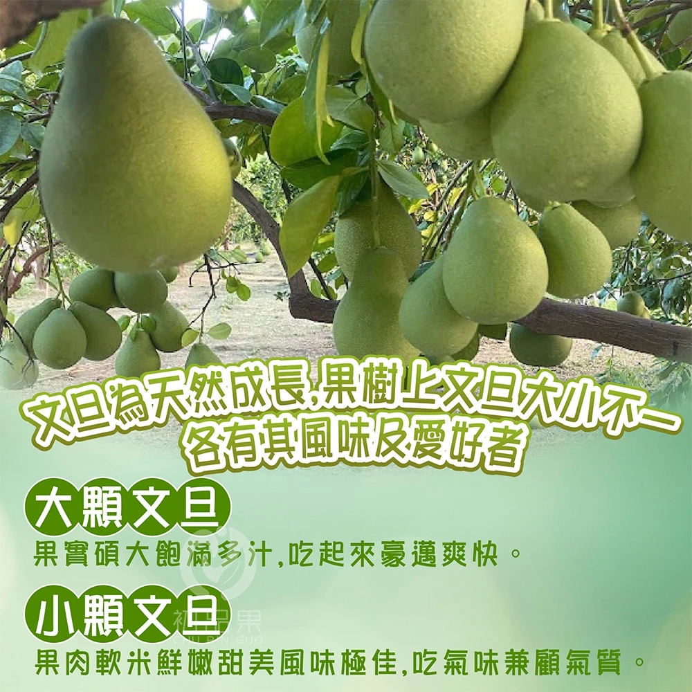產地直送NG惜福文旦10斤
