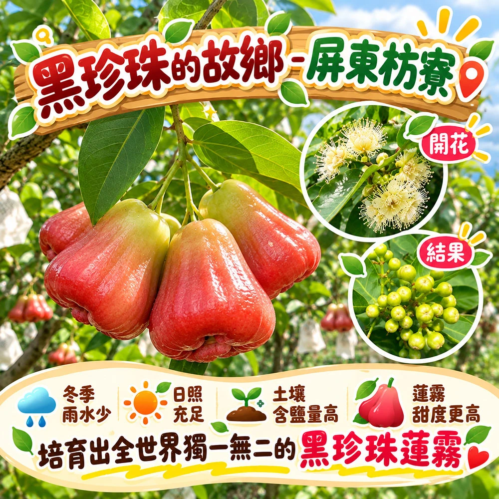 屏東枋寮黑珍珠蓮霧禮盒 3斤/4斤  1盒/2盒/3盒/4盒 預購12/15開始陸續出貨
