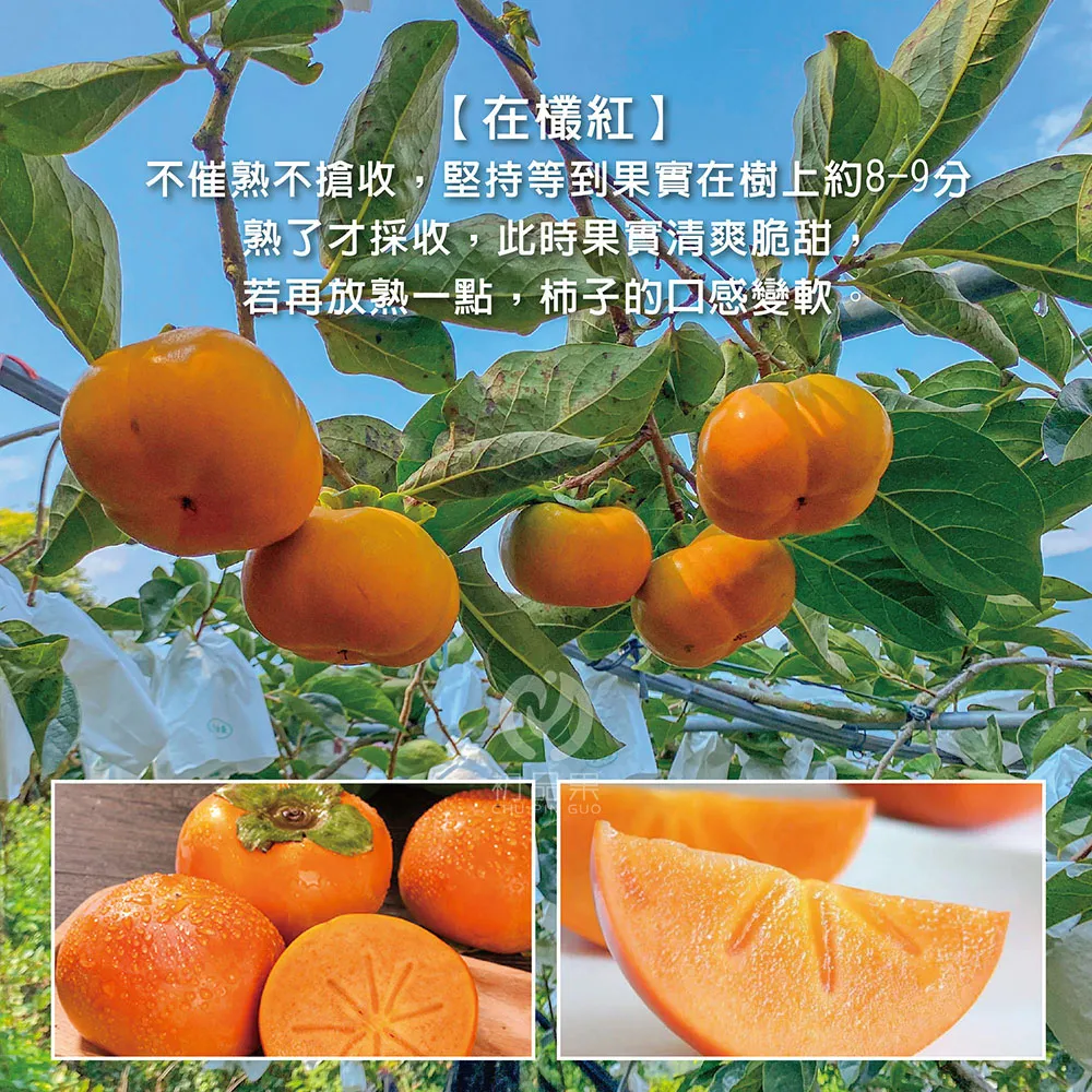 達觀部落甜柿大禮盒  預購8/21開始陸續出貨