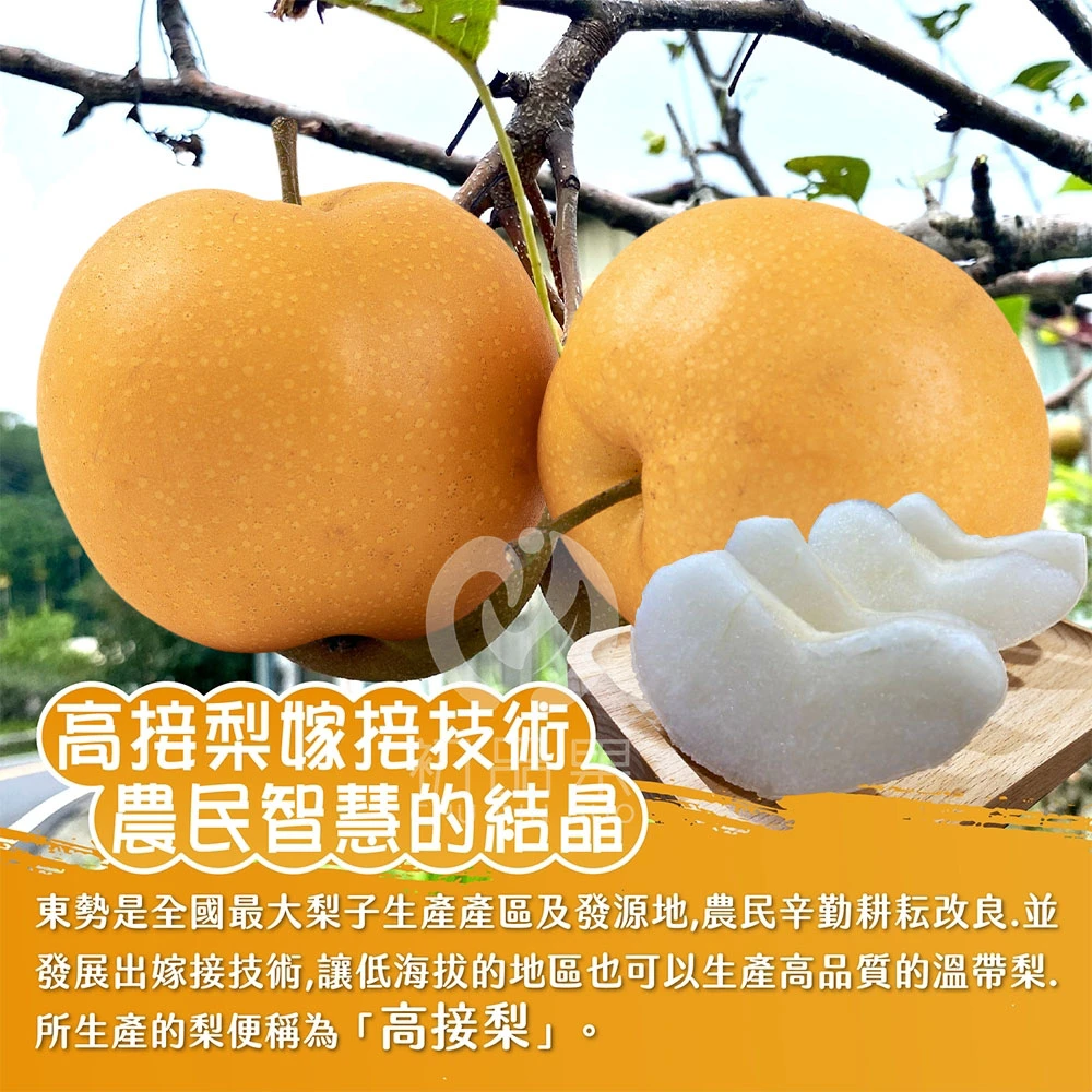 台灣寶島甘露梨禮盒6顆裝/盒 (中秋禮盒/企業送禮/好友揪團/大量訂購) 8/1起開始陸續出貨