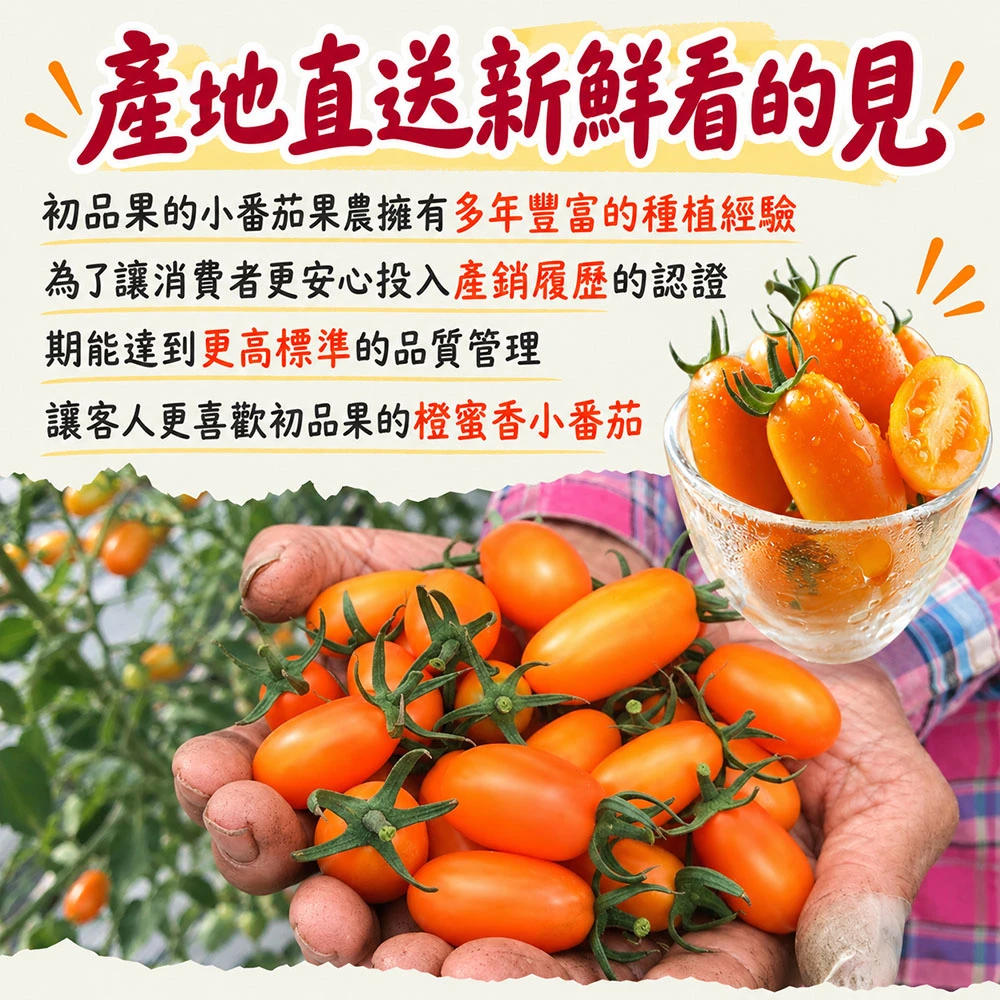 高雄美濃橙蜜香小番茄禮盒3斤  1盒/2盒/4盒/8盒   預購12/15開始陸續出貨