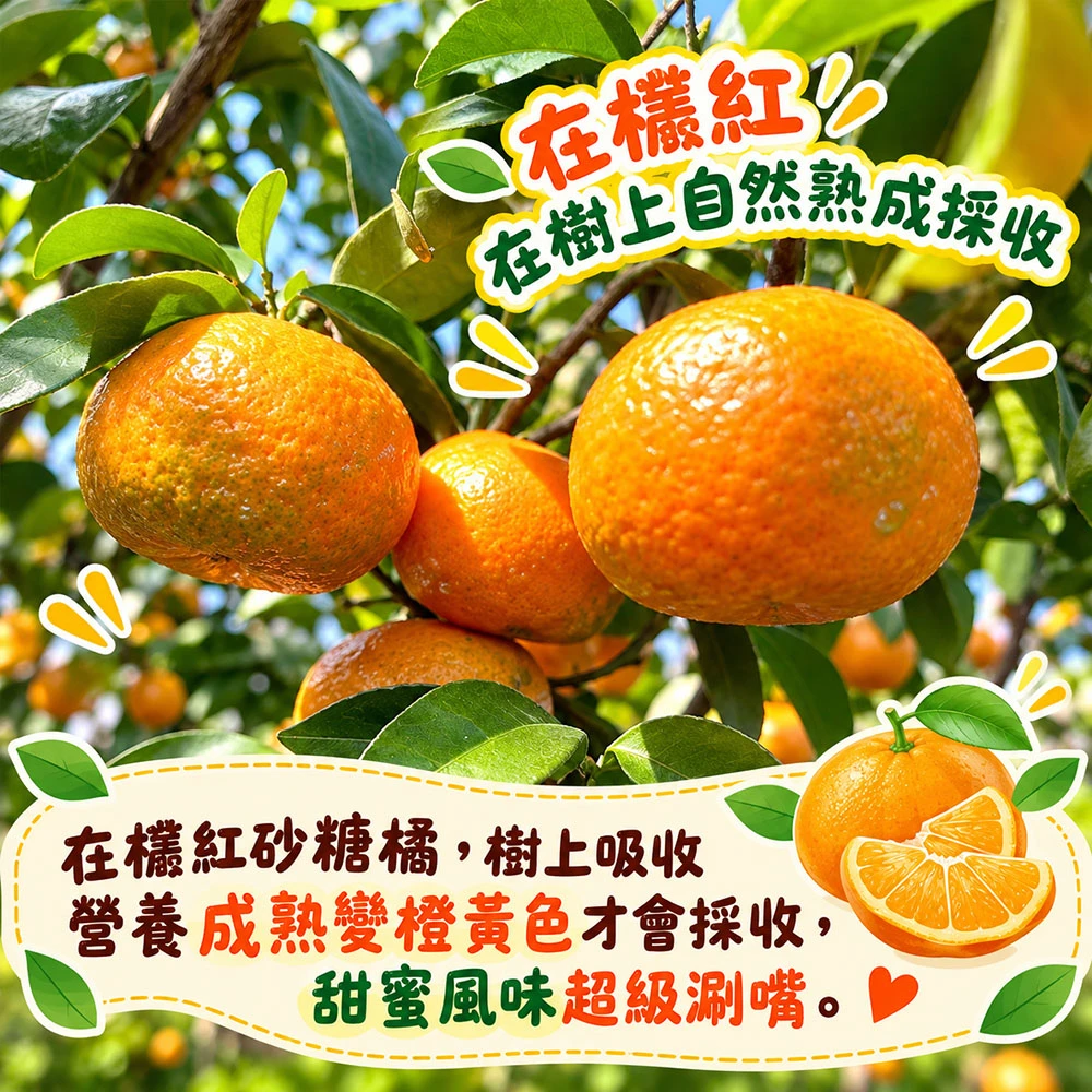 苗栗蕉埔砂糖橘禮盒3斤 1盒/2盒/4盒/8盒  預購12/15開始陸續出貨